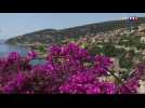 Le spectacle des bougainvilliers en fleur sur la Côte d'Azur