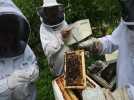 Le Parc naturel régional de l'Avesnois prélève des abeilles chez les apiculteurs