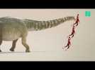 L'Australotitan cooperensis découvert, l'un des plus grands dinosaures au monde