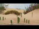 Dunes de Corralejo : la perle des Canaries
