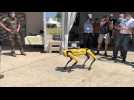 Spot, le « chien » robot