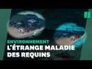 Les requins pointe blanche touchés par une mystérieuse maladie de la peau