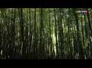 Jardins magnifiques : la plus grande bambouseraie d'Europe se trouve dans le Gard