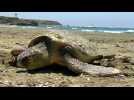Une tortue de mer pond des oeufs sur une plage de Chypre