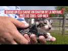 Quand un élu sauve un chaton de la noyade, près de Criel-sur-Mer