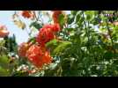 Jardins merveilleux : la roseraie Paul Croix à Bourg-Argental