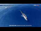 Méditerranée : rendez-vous avec les baleines