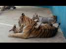 Cuba: le zoo national accueille le premier tigre blanc né dans le pays