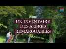 Aisne : un inventaire pour recenser les arbres remarquables