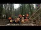 Forêt de Sénart : que faire contre les coupes de bois illégales ?
