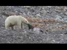 Film of polar bear eating reindeer seen as evidence of climate change