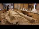 Californie : une sensationnelle découverte de fossiles préhistoriques