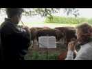 Au Danemark, concertos pour vaches