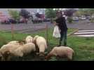 Des moutons dans la zone commerciale de Balan