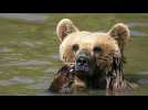 La canicule frappe les ours du sanctuaire du Kosovo