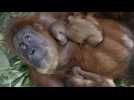 Angleterre : Naissance à Chester d'un bébé orang-outan, une des espèces les plus menacées du monde