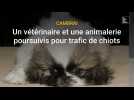 Cambrai : un trafic de chiots ?