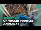 Contre le Covid, ce zoo en Californie teste un vaccin expérimental sur ses animaux
