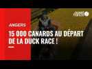 Angers. La « Duck Race », une course de canards au profit des personnes fragilisées