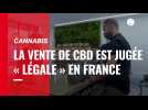 VIDÉO. La cour de cassation juge « légale » la vente de CBD en France