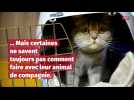 3 solutions pour ne pas abandonner son animal de compagnie