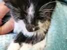 Haute-Savoie : un chaton torturé a été recueilli dans une clinique vétérinaire
