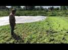 La terre des hortillons pleure