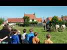 Un fauchage à l'ancienne à Wimereux, des chevaux boulonnais mobilisés