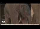 Cet éléphanteau est le nouveau pensionnaire du zoo de Sydney