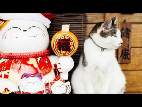 VIDEO : Just Outside Taipei You'll Find Houtong: A cat lover's paradise