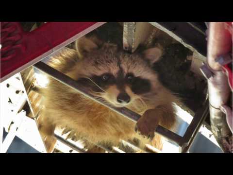 VIDEO : Raccoons In The City!