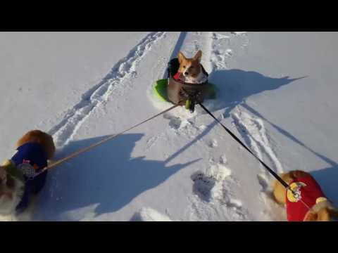 VIDEO : Corgi Snow Day!