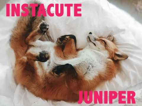 VIDEO : Dcouvrez Juniper, le renard de compagnie le plus heureux du monde !