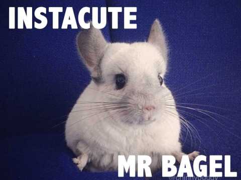 VIDEO : Mr Bagel, le chinchilla le plus populaire d?Instagram !
