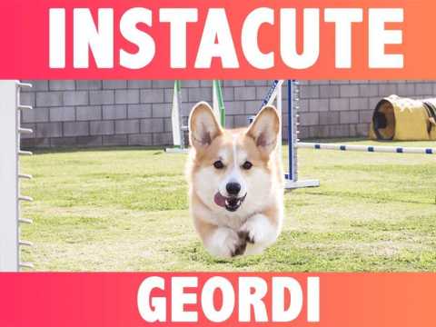 VIDEO : Geordi : Le corgi le plus drle d?Instagram !