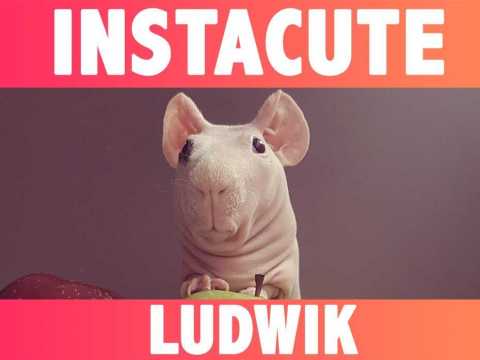 VIDEO : Ludwik : Le plus mignon des cochons d?inde imberbe !