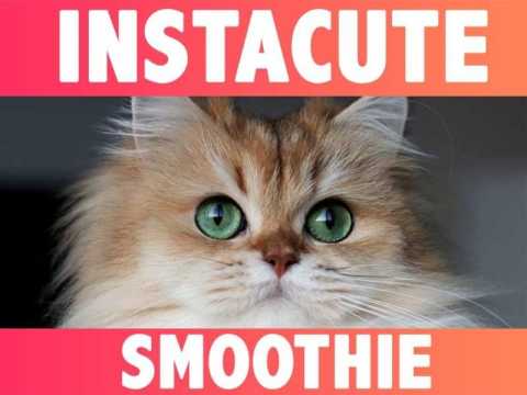VIDEO : Smoothie : Le chat le plus fluffy et photognique d?instagram !