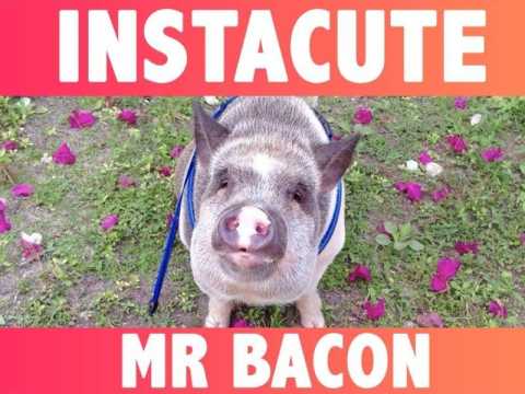 VIDEO : Mr Bacon : Le cochon qui fait fondre Instagram !