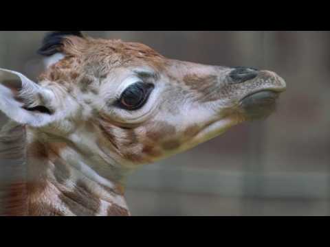 VIDEO : Giraffe Kills Filmmaker In South Africa
