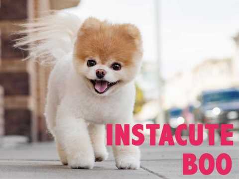 VIDEO : Boo : Le loulou de Pomranie le plus cute du monde !