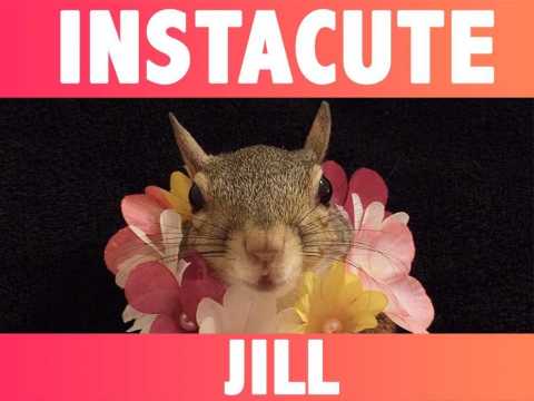 VIDEO : Alerte cute : Dcouvrez Jill, l?cureuil qui fait fondre Instagram !
