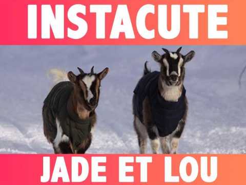 VIDEO : Jade et Lou : Les chvres naines de compagnie !
