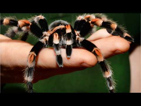 VIDEO : World's Longest-lived Spider Died At 43