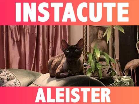 VIDEO : Aleister : Le chat star de Dita Von Teese !