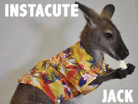 VIDEO : Dcouvrez Jack, le Wallaby de compagnie !
