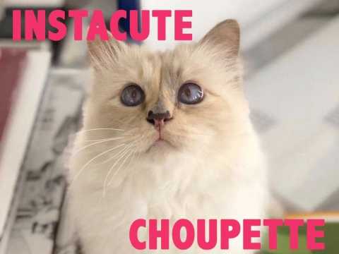 VIDEO : Choupette : Le chat star de Karl Lagerfeld !