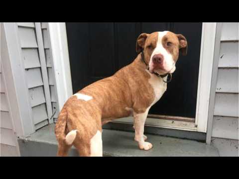 VIDEO : Owners Dog Returned When Dog Was Returned Years Later