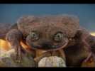 La grenouille la plus seule du monde a trouvé une compagne