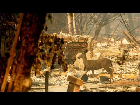 VIDEO : Ron Howard To Make Paradise Wildfire Documentary