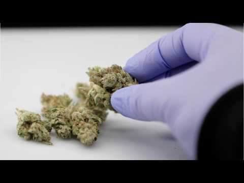 VIDEO : New Zealand To Legalize Marijuana In 2020?